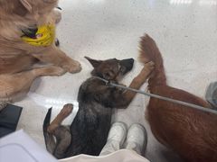 -帕帕拉兹宠物(亚洲旗舰店)