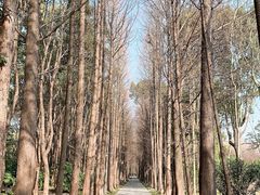 -上海滨江森林公园