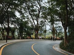 -深圳仙湖植物园