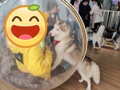 -Husky Go! 哈士奇体验馆·宠物咖啡厅狗咖