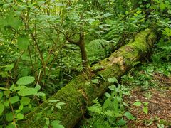 -五营红松林海景区