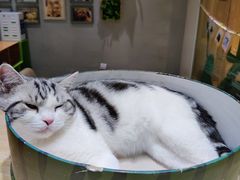 -藏猫猫咖啡主题馆(中央大道店)