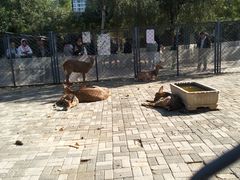 -长白岛森林公园