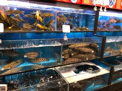 水产区-盒马鲜生(宝地店)
