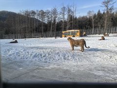 -横道河子东北虎林园