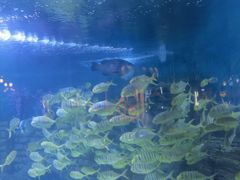 -烟台海昌鲸鲨海洋公园