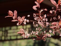 -大觉寺-停车场