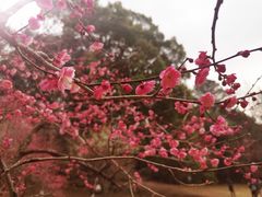 -杭州植物园