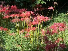 -杭州植物园