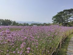 -深圳湾公园(南山区)
