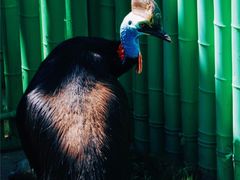 -西霞口神雕山野生动物世界