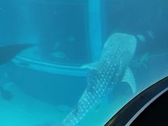 -大阪海游馆
