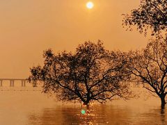 -宝安西湾红树林湿地公园