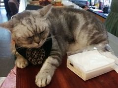 -猫色咖啡·猫咖