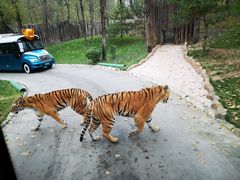 -北京野生动物园