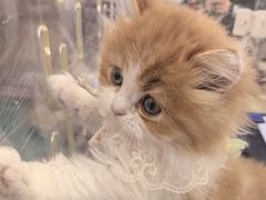 -金茂览秀城
