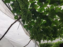 -金谷域澳洲庄园