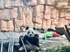 -泉州海丝野生动物世界