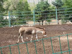 -青藏高原野生动物园