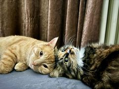 -宠爱国际动物医院·消化内科·心肾内科·ISFM猫友好(望京店)