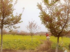 -古柏渡飞黄旅游区