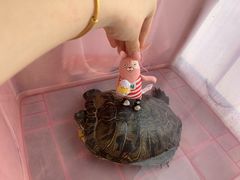 -万商花鸟市场