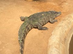 -西霞口神雕山野生动物世界