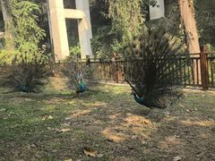 -西双版纳原始森林公园