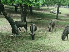 -西安秦岭野生动物园
