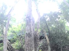 -西双版纳原始森林公园