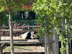 -西霞口神雕山野生动物世界