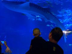 -烟台海昌鲸鲨海洋公园