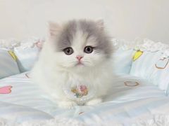 -欣宠猫屋·矮脚拿破仑·蓝金金渐层