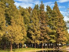 -上海共青森林公园