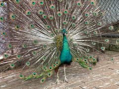 -哈尔滨北方森林动物园