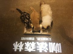 -咖法森林·咖啡  酒吧(天河店)