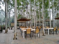 -桉树林A coffee 森林餐厅(三圣乡店)