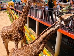 -西霞口神雕山野生动物世界