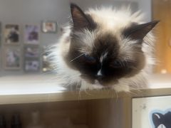 -藏猫猫咖啡主题馆(中央大道店)