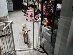 -PETKIT小佩宠物(昭化店)
