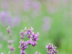 景点-北京东方普罗旺斯薰衣草庄园