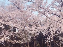 -嘉定紫藤园
