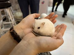 -我爱猫咪·猫咖·狗咖·安哥拉兔·羊驼咖(小寨华旗店)