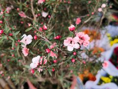 -桂林市花鸟市场