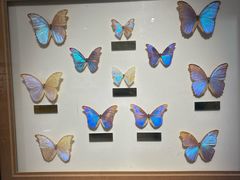 -上海昆虫博物馆