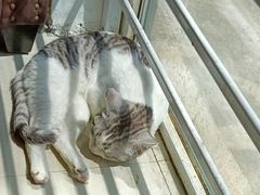 -猫咪咖啡店(新城大街店)