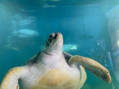 -广东惠东海龟国家级自然保护区