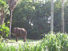 -奥兰多迪士尼动物王国乐园