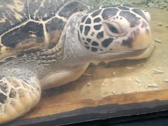 -苏州海洋馆