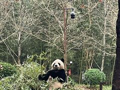 -都江堰中华大熊猫苑